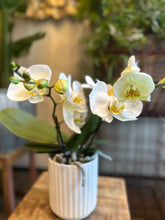 Caricare l'immagine nel visualizzatore di Gallery, Orchidea Tablo