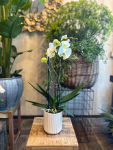 Load image into Gallery viewer, Orchidea a 2 rami