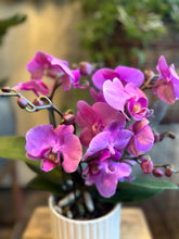 Load image into Gallery viewer, Orchidea Tablo viola