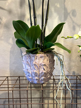 Caricare l'immagine nel visualizzatore di Gallery, Orchidea 4 rami