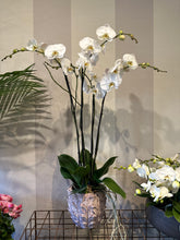 Caricare l'immagine nel visualizzatore di Gallery, Orchidea 4 rami