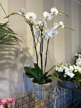 Caricare l'immagine nel visualizzatore di Gallery, Orchidea 4 rami