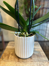 Load image into Gallery viewer, Orchidea a 2 rami
