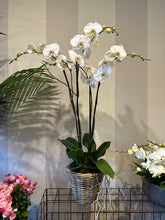 Caricare l'immagine nel visualizzatore di Gallery, Orchidea 4 rami