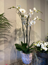 Caricare l'immagine nel visualizzatore di Gallery, Orchidea 4 rami