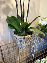 Caricare l'immagine nel visualizzatore di Gallery, Orchidea 4 rami