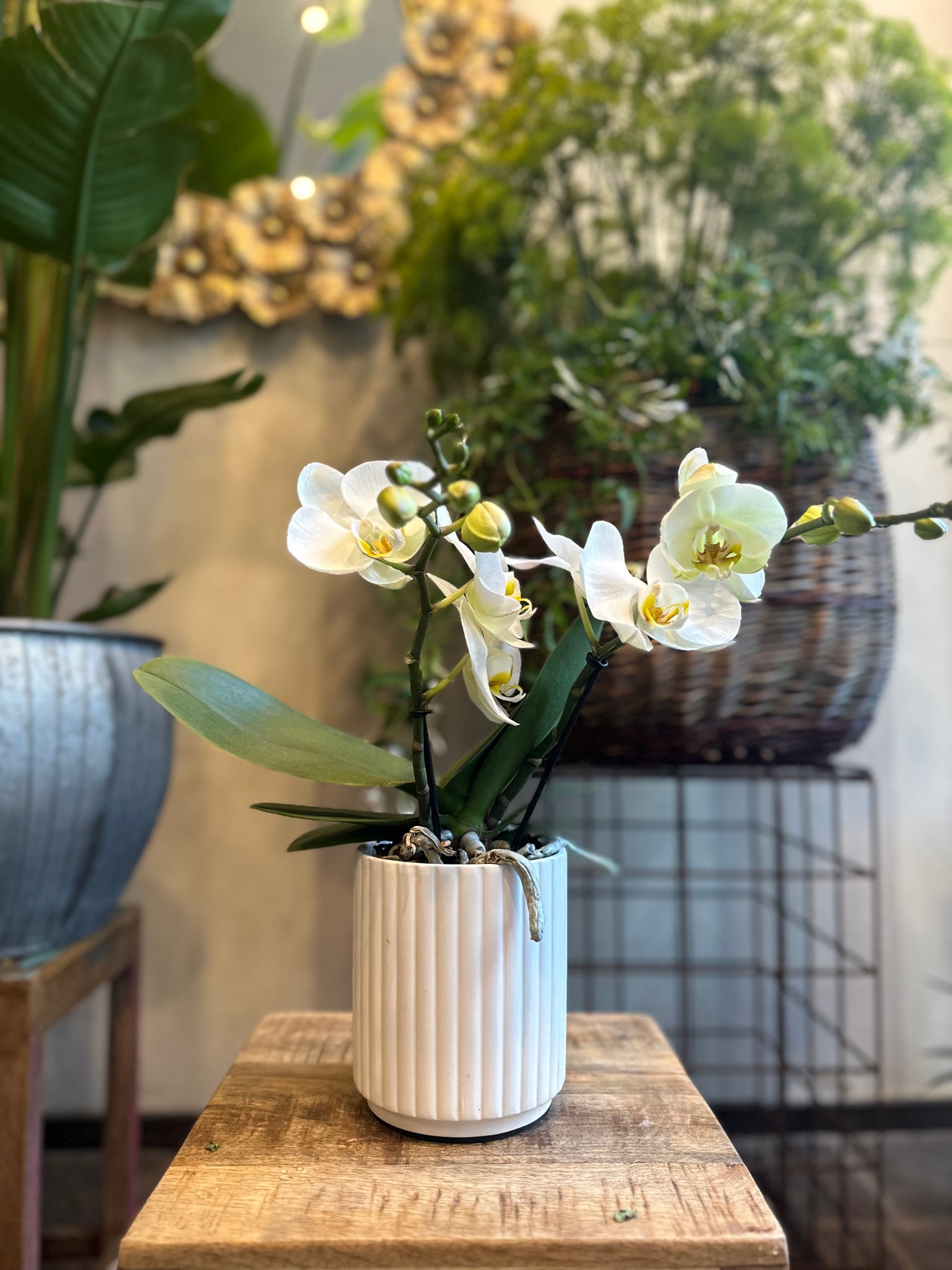 Orchidea Tablo – Maspes Piante e Fiori